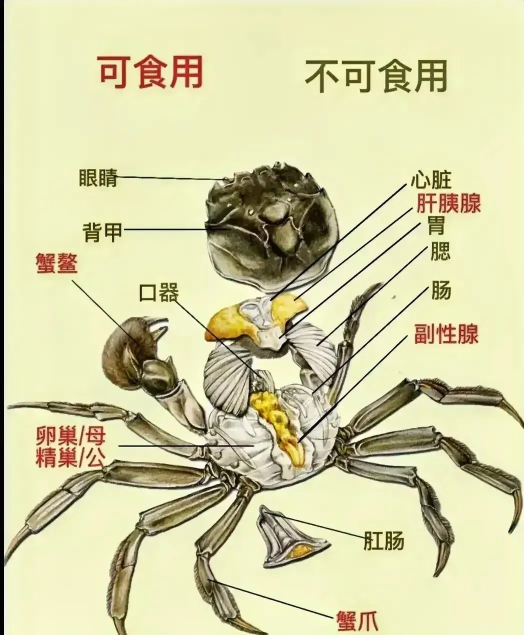 美食 - 螃蟹的食用4917 作者:村花 帖子ID:714 美食,螃蟹,食用